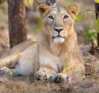 ખાંભાના ચતુરી ગામે દાદાની નજર સામે 5 વર્ષના બાળકને સિંહણે ફાડી ખાધો