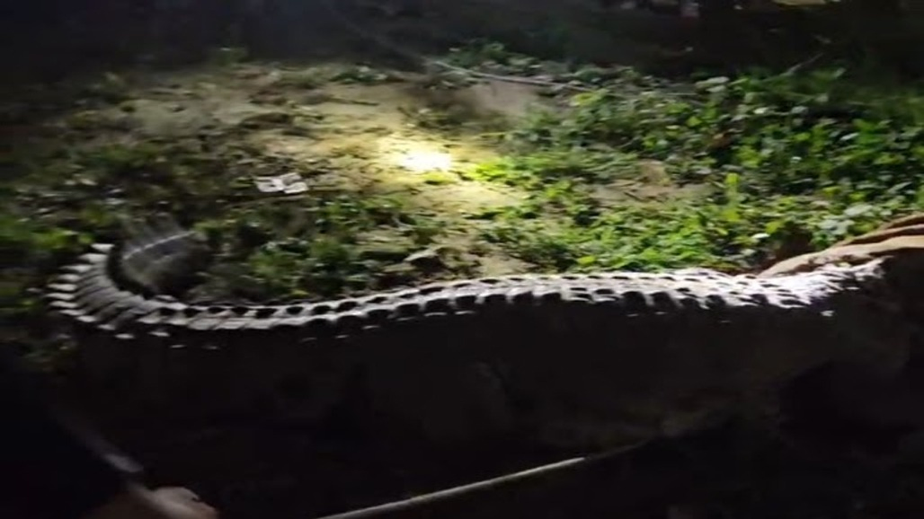12 ફૂટના મહાકાય મગરનું મોડી રાત્રે રેસ્ક્યુ