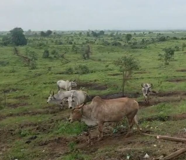 આદિવાસીઓના ધરણાના 16મા દિવસે સાંસદ વસાવાની આંદોલનકારીઓની મુલાકાતે, વન વિભાગની કામગીરી સામે રોષ